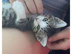 Kanga Domestic Shorthair Kitten Female