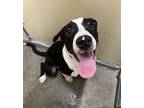 Julio American Pit Bull Terrier Young Male