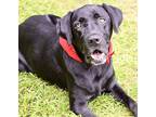 Hank Labrador Retriever Puppy Male