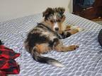 Paul Australian Shepherd Puppy Male