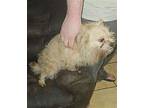 Scrappy Cairn Terrier Adult Male
