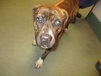 Gus American Staffordshire Terrier Young Male