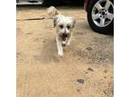 Charlotte Grace Wheaten Terrier Senior Female