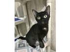 Alicia Domestic Shorthair Young Female