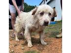 Rusty Great Pyrenees Senior Male