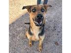 Turtle* German Shepherd Dog Adult Male