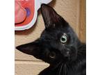 Cinders Domestic Shorthair Kitten Female