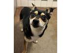 Bailey Chihuahua Senior Female