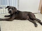 Aspen Cane Corso Adult Female