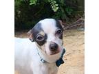 Wittle foot Italian Greyhound Adult Male