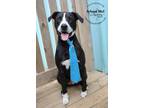 Adopt Baxter - CL (adoption fee sponsored) a Boxer, Pointer