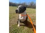 Adopt Smiley a Mixed Breed