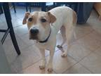Adopt Chase a Collie, Terrier