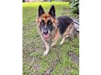 Adopt Jeffery a German Shepherd Dog