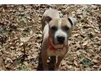 Adopt Mikey Miko a Boxer, Pit Bull Terrier