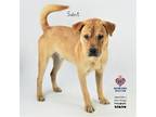 Adopt Saint a Shar-Pei, Terrier