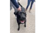 Adopt Jet a Labrador Retriever