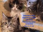 Maine Coons