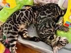 Discount Bengals