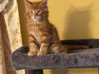 Maine Coon
