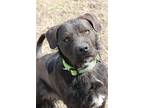 Bello, Labrador Retriever For Adoption In Clinton, Indiana