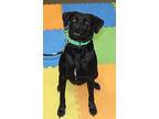 Murphy, Labrador Retriever For Adoption In Millen, Georgia