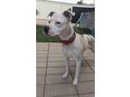 Heidi, American Pit Bull Terrier For Adoption In Payson, Arizona