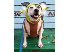 Hilda, Jack Russell Terrier For Adoption In Oakland, New Jersey