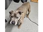 Jolly Giant, American Pit Bull Terrier For Adoption In Escondido, California