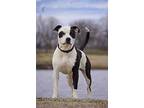 Nova, American Staffordshire Terrier For Adoption In Tulsa, Oklahoma