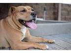 Queen, American Pit Bull Terrier For Adoption In Birmingham, Alabama