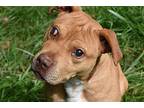 Martin, Staffordshire Bull Terrier For Adoption In Spring Lake, New Jersey
