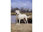 Athena, American Staffordshire Terrier For Adoption In Tulsa, Oklahoma