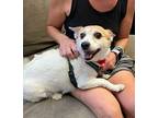 Tibby, Jack Russell Terrier For Adoption In New York, New York