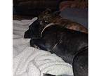 Halle, Staffordshire Bull Terrier For Adoption In Cypress, Texas