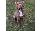 Sebastian, Staffordshire Bull Terrier For Adoption In Spring Lake, New Jersey
