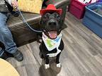 Mack, American Pit Bull Terrier For Adoption In Provo, Utah