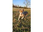 Bob Barker, American Pit Bull Terrier For Adoption In Provo, Utah