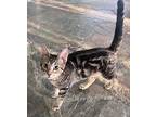 Muffin, American Shorthair For Adoption In Okemah, Oklahoma