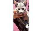 Bunny Cake Mc, Russian Blue For Adoption In Napa, California