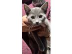 Sweet Cake Mc, Russian Blue For Adoption In Napa, California