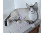 Mabelline, Siamese For Adoption In Napa, California