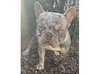 Lilac Merle Larry French Bulldog Young Male
