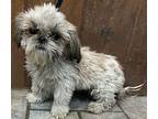 Tzu Tzu Tess Shih Tzu Young Female
