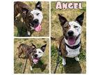 Angel American Staffordshire Terrier Adult Female