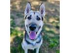 Tony German Shepherd Dog Adult Male