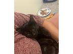 Alpha Domestic Shorthair Kitten Female