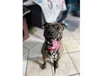 Pickles, American Pit Bull Terrier For Adoption In Duquoin, Illinois