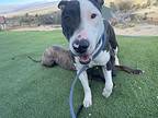 Parker, Bull Terrier For Adoption In Newport Beach, California