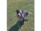 Oreo Australian Cattle Dog Adult Female